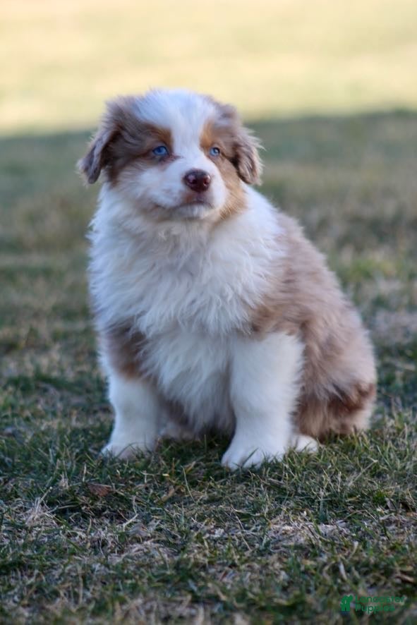 Australian Shepherd dogs Tucker - Ad 2
