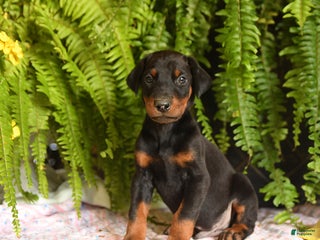 Doberman Pinscher dogs - Ad 38