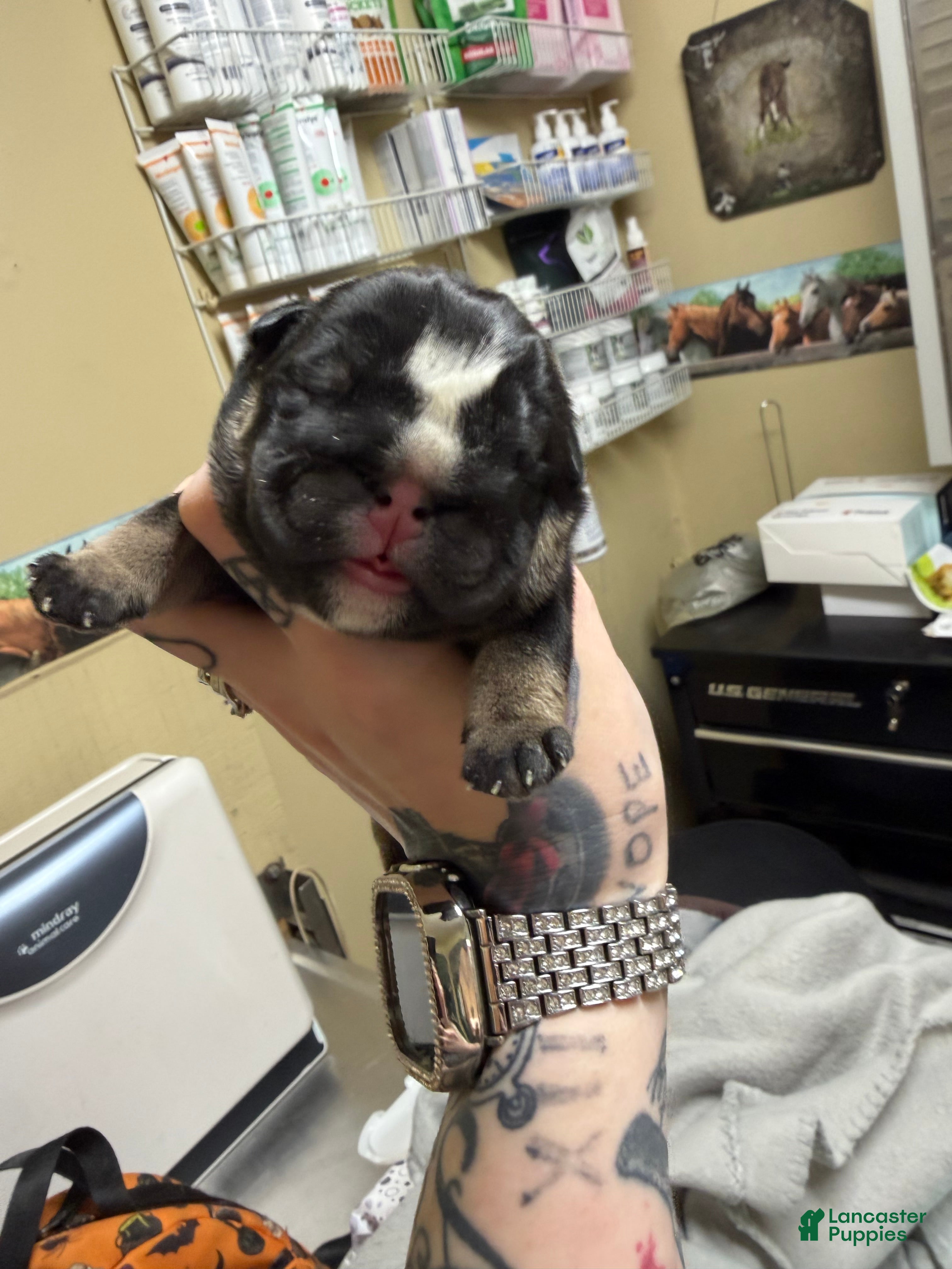 English Bulldog dogs Black tri  - Ad 19