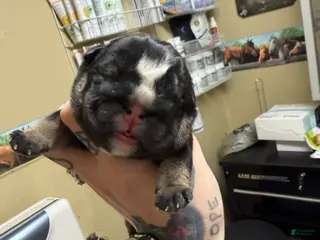 English Bulldog dogs Black tri - Ad 19