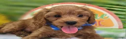 Cavapoo dogs for sale: Grub - Ad 9