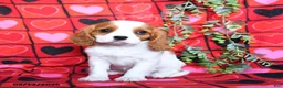 Cavalier King Charles Spaniel dogs for sale: Sweetie - Ad 2
