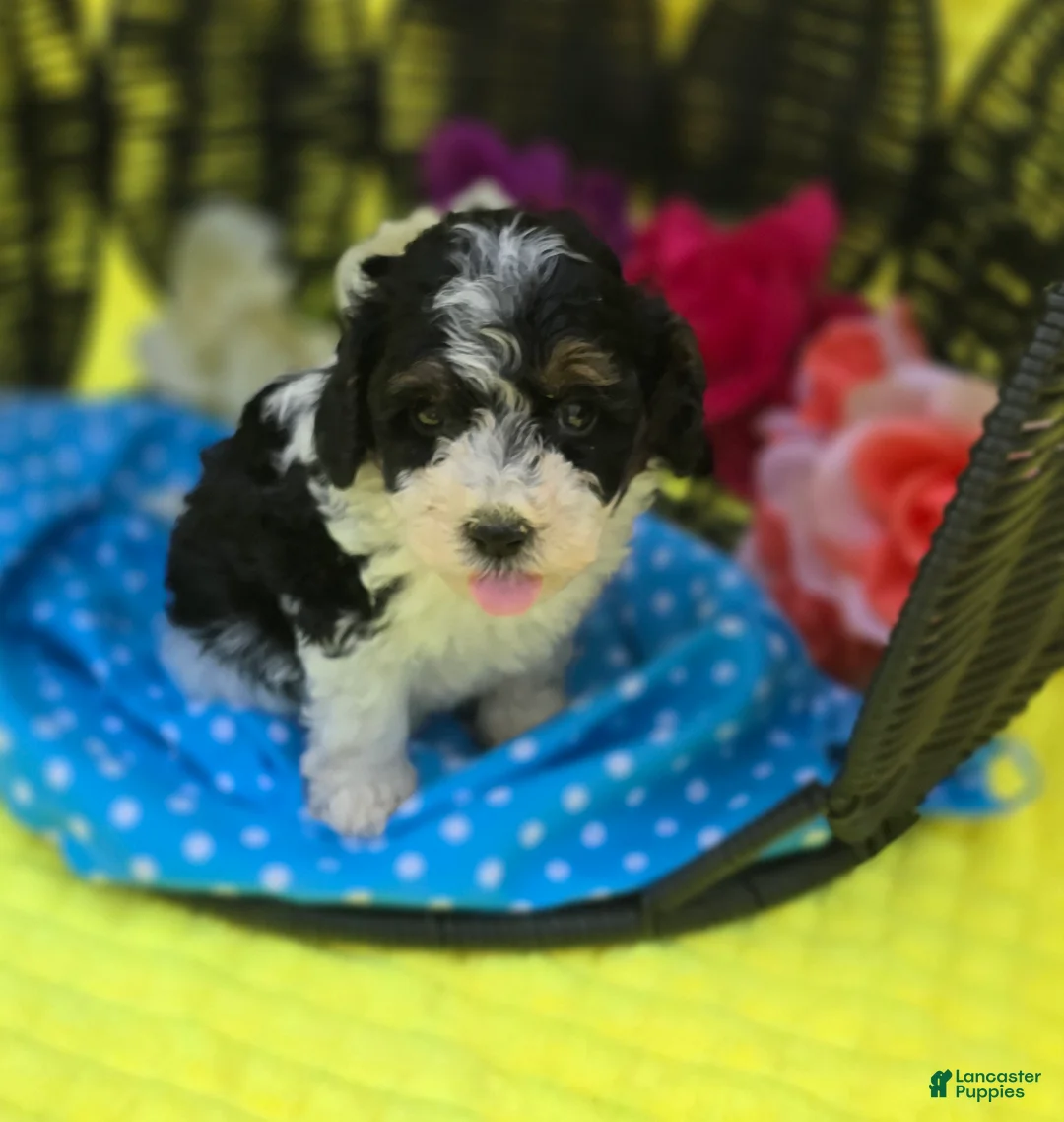 Maltipoo dogs for sale: Topaz  - Ad 2