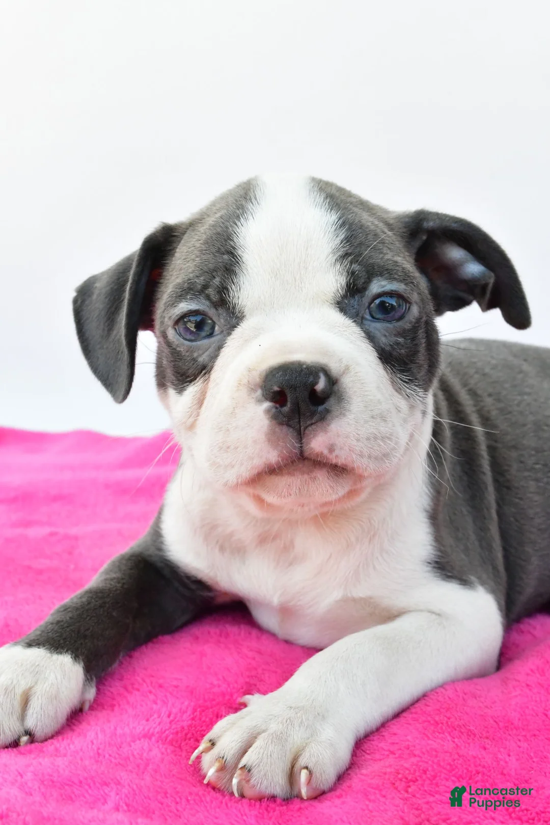 Boston Terrier dogs for sale: Roxy - Ad 2