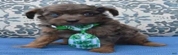 Mini Aussiedoodle dogs for sale: Mini Axel - Ad 7