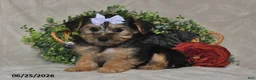 Yorkshire Terrier dogs for sale: Captian - Ad 3