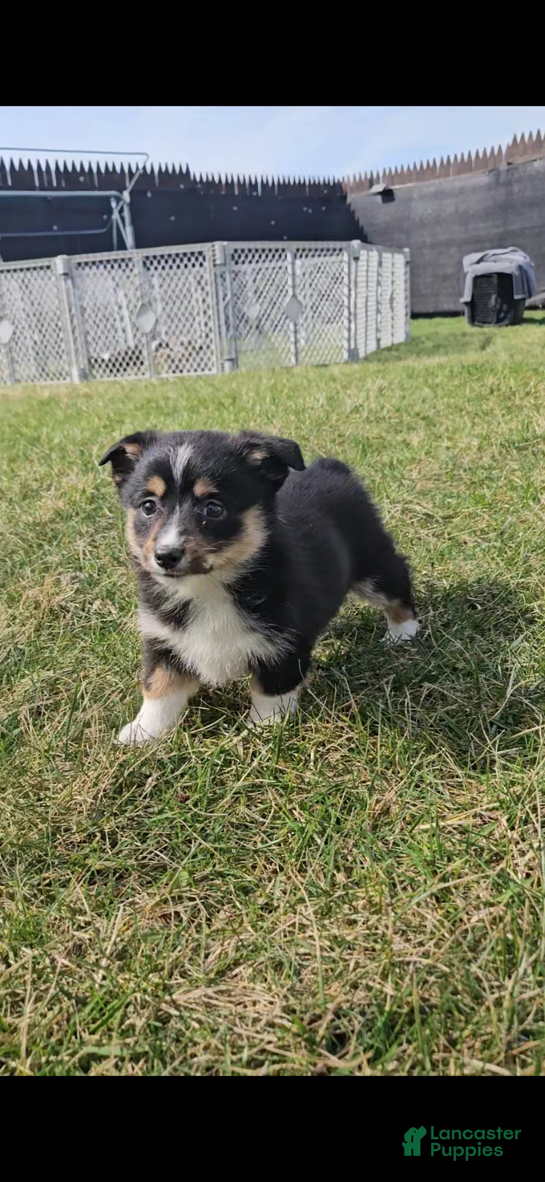 Mixed Breed dogs for sale: Spike - Ad 2