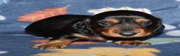 Miniature Dachshund dogs for sale: Flossy’s male - Ad 3