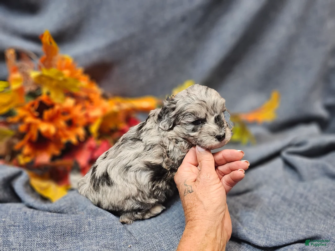 Maltipoo dogs for sale: Jinx - Ad 10