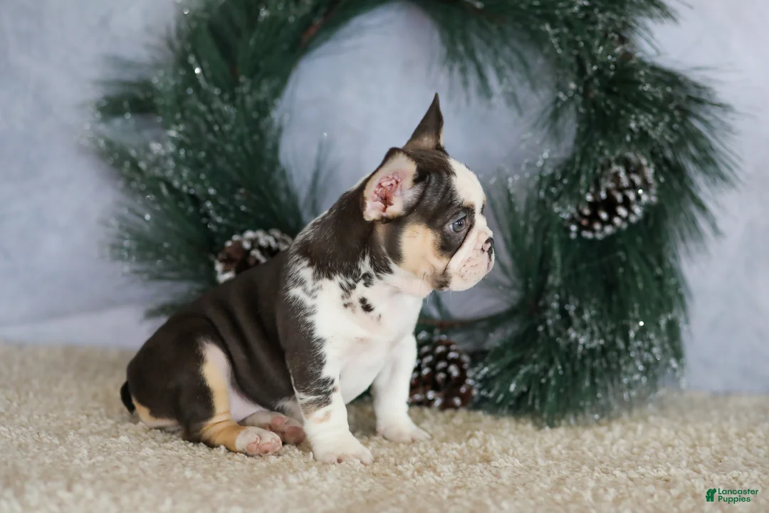 French Bulldog dogs for sale: Luna - Ad 2