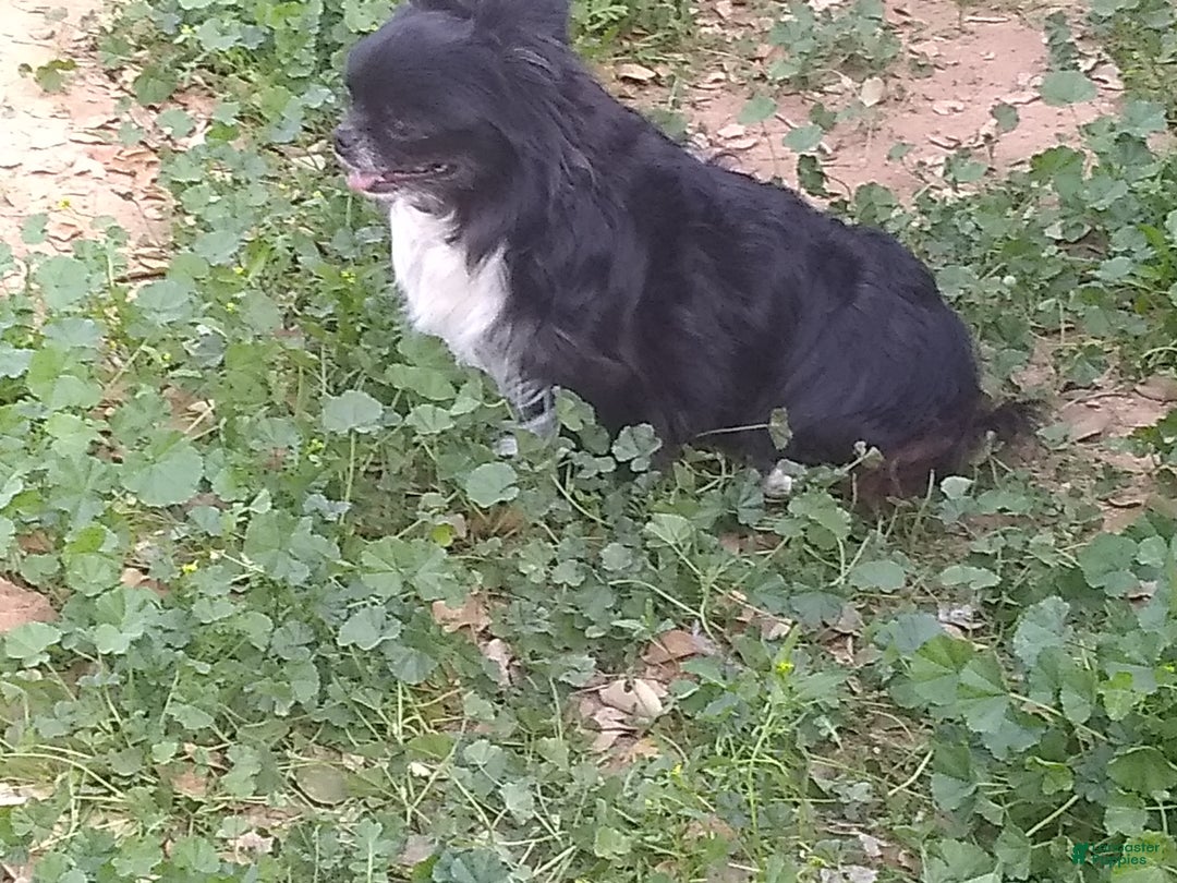 Chihuahua dogs for sale: Full AKC Adult  Russian Male  - Ad 7