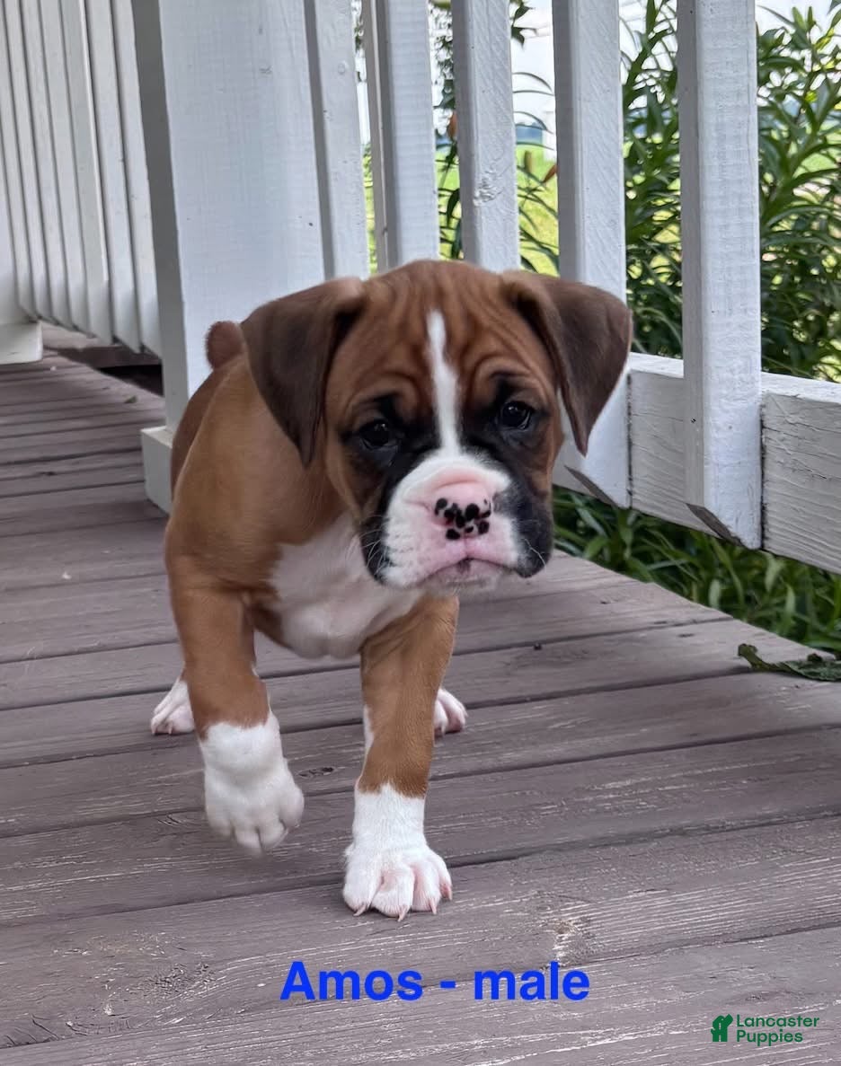 Boxer dogs Amos - Ad 32