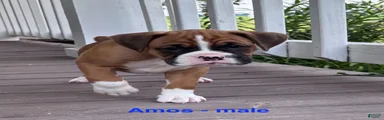 Amos