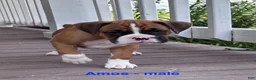 Boxer dogs for sale: Amos - Ad 1