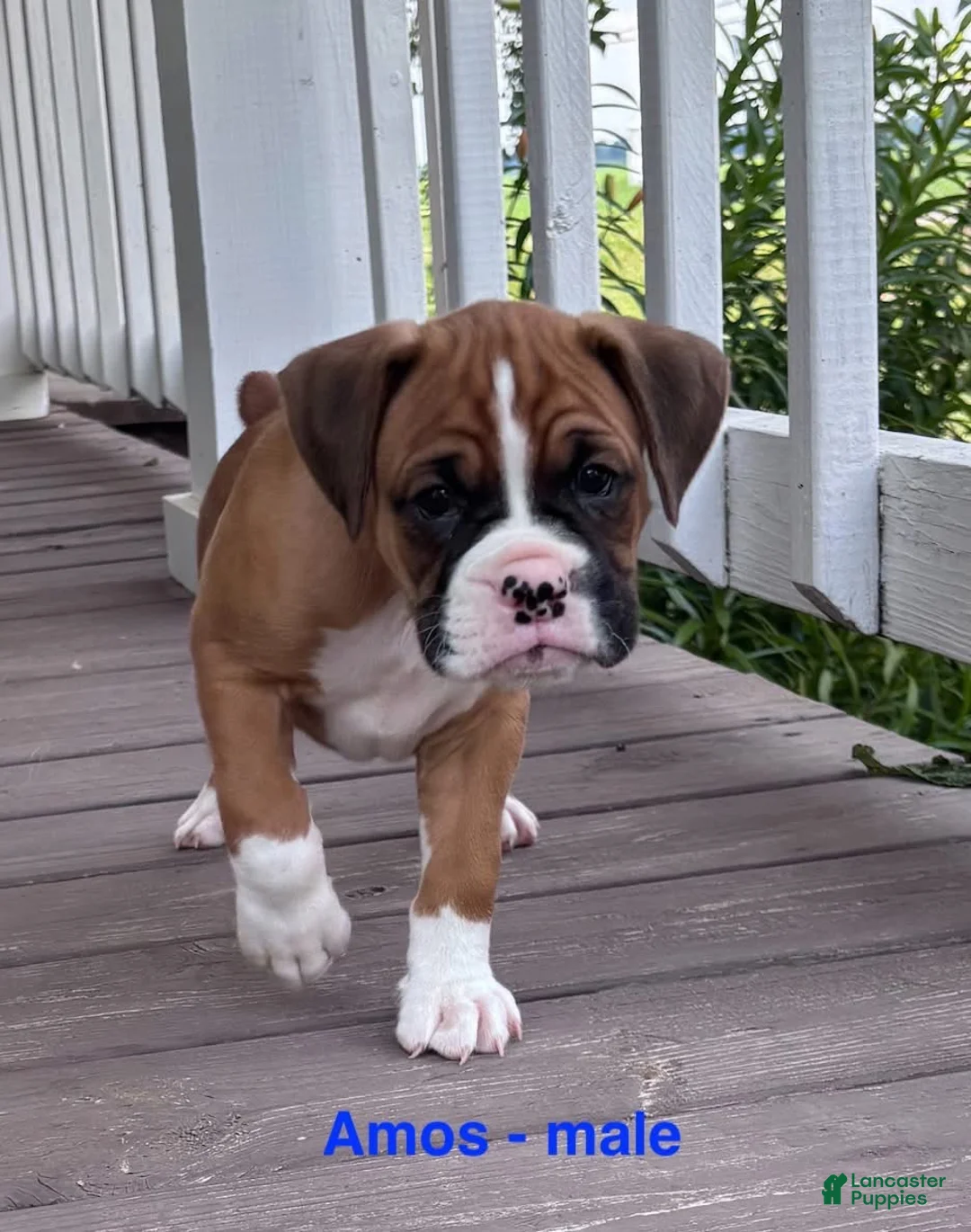 Boxer dogs for sale: Amos - Ad 1