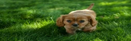 Cavalier King Charles Spaniel dogs for sale: Ford 💙 - Ad 6