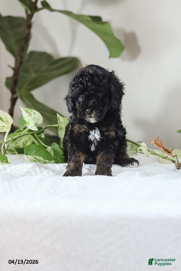 Miniature Poodle dogs Mila - Ad 2