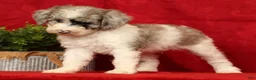 Mini Sheepadoodle dogs for sale: Charlie - Ad 5