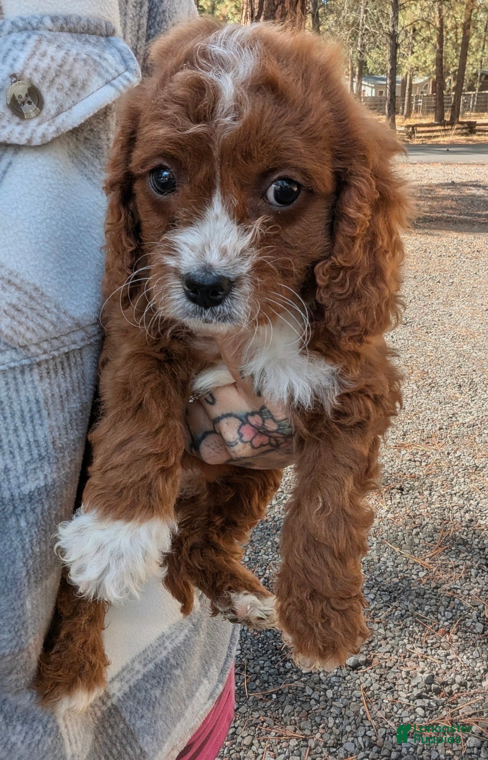 Cavapoo dogs Maple (female Cavapoo) - Ad 2