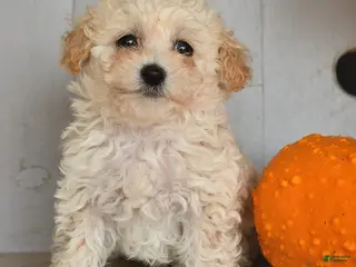Toy Poodle dogs Volt - Ad 2