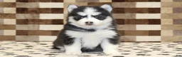 Pomsky dogs for sale: Iris - Ad 3