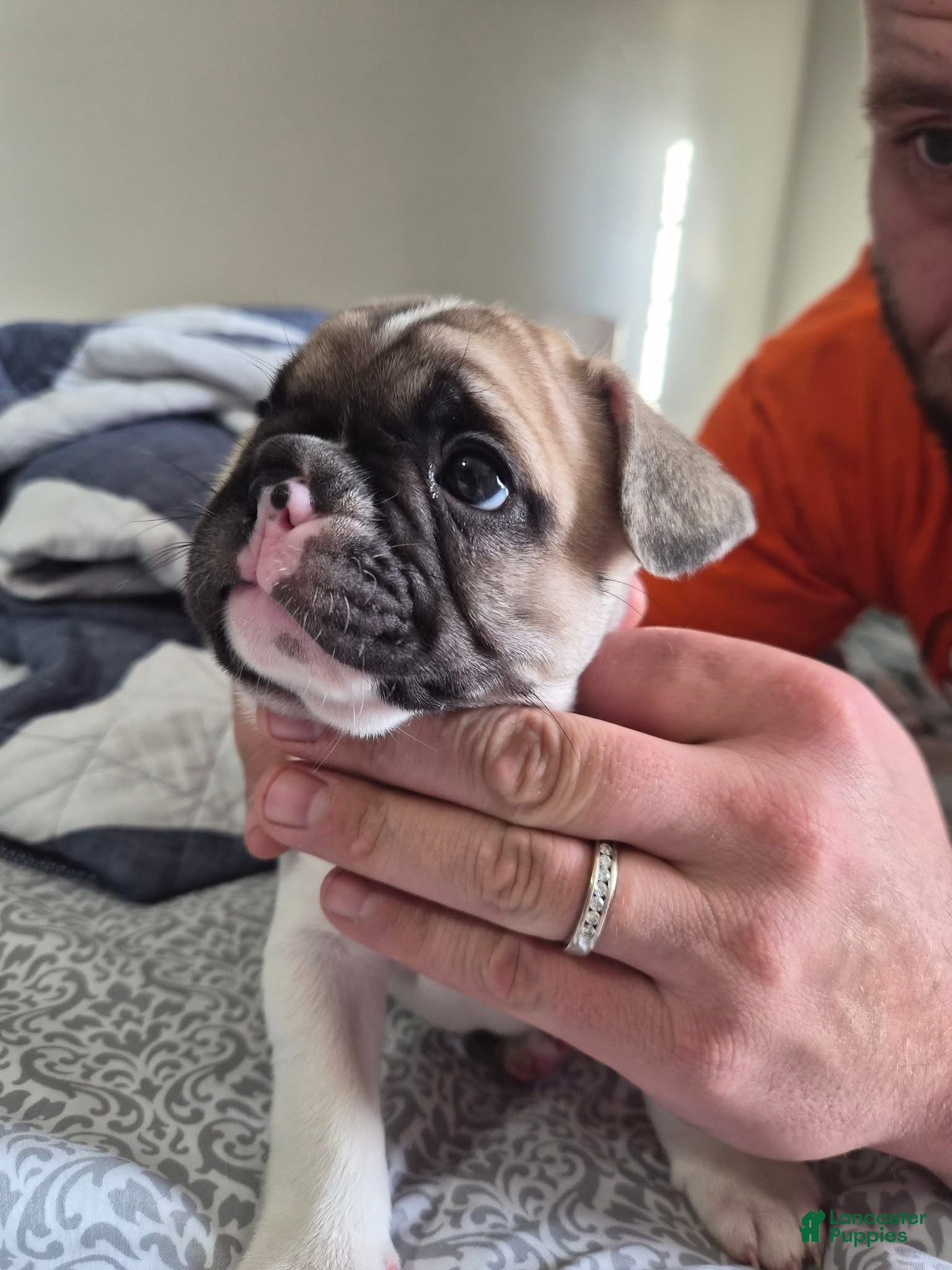 French Bulldog dogs Scrappy  - Ad 5