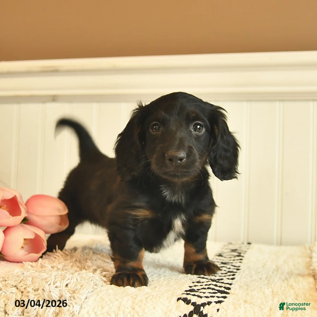 Miniature Dachshund dogs for sale: Buddy  - Ad 1