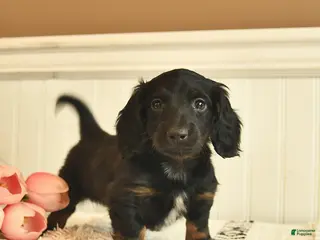 Miniature Dachshund dogs for sale: Buddy - Ad 4