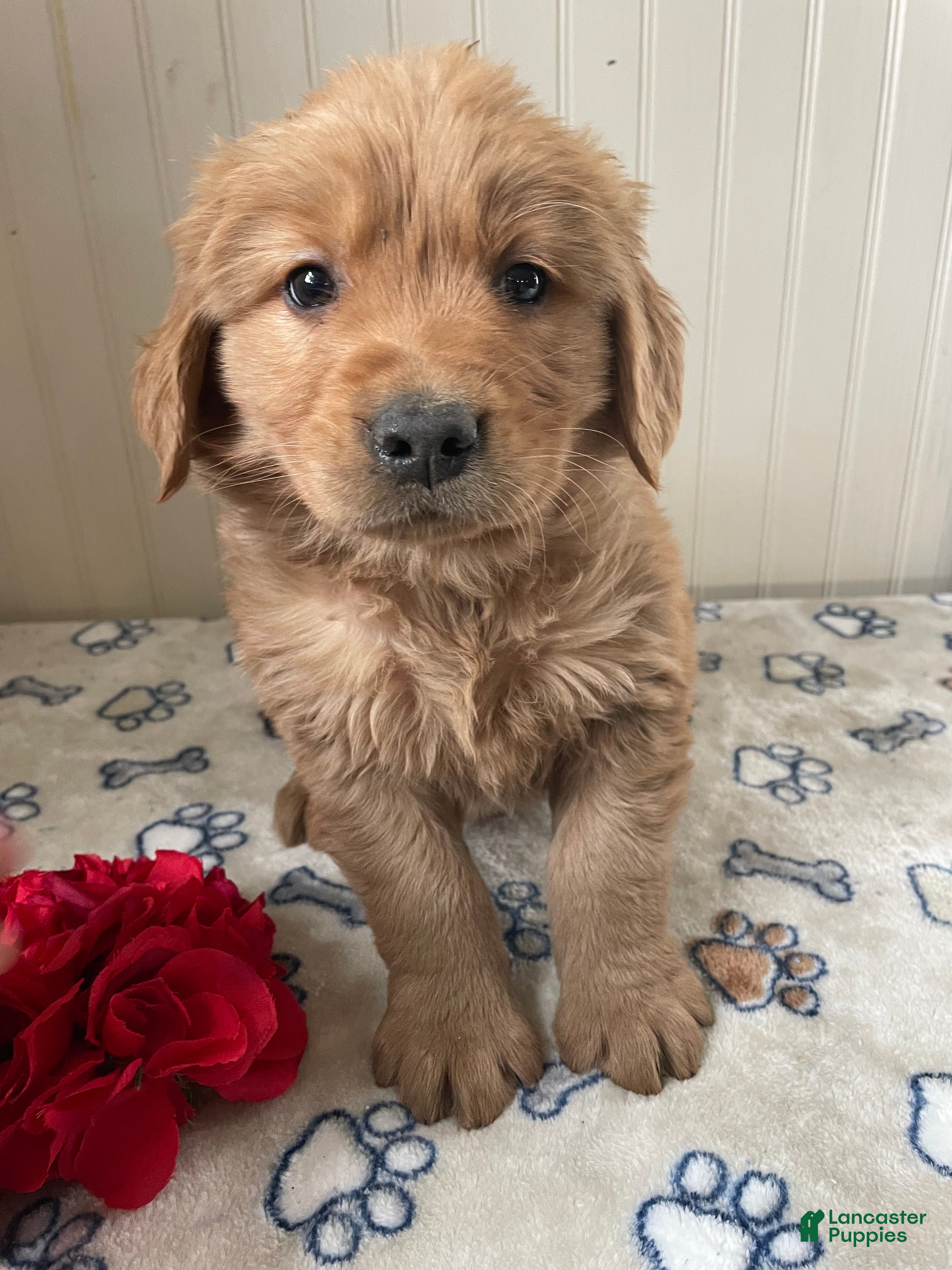 Golden Retriever dogs Rodney - Ad 38