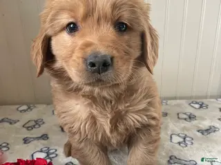 Golden Retriever dogs Rodney - Ad 14