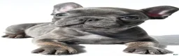 French Bulldog dogs for sale: Joey - Ad 5