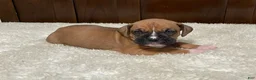 Boxer dogs for sale: Rocky - Ad 5