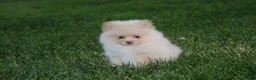 Pomeranian dogs for sale: Teddy  - Ad 15