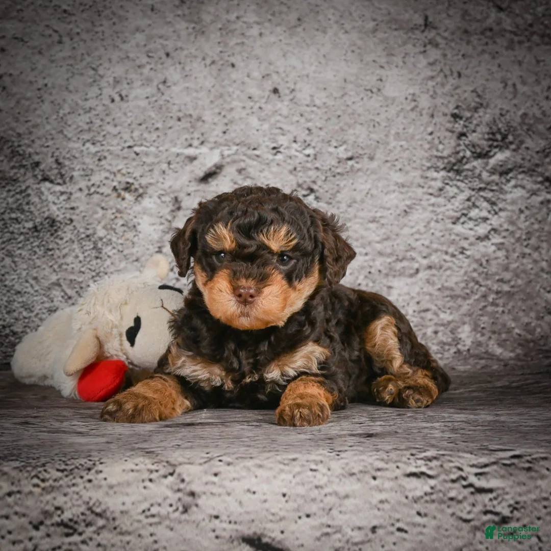 Mini Goldendoodle dogs for sale: Mya - Ad 4