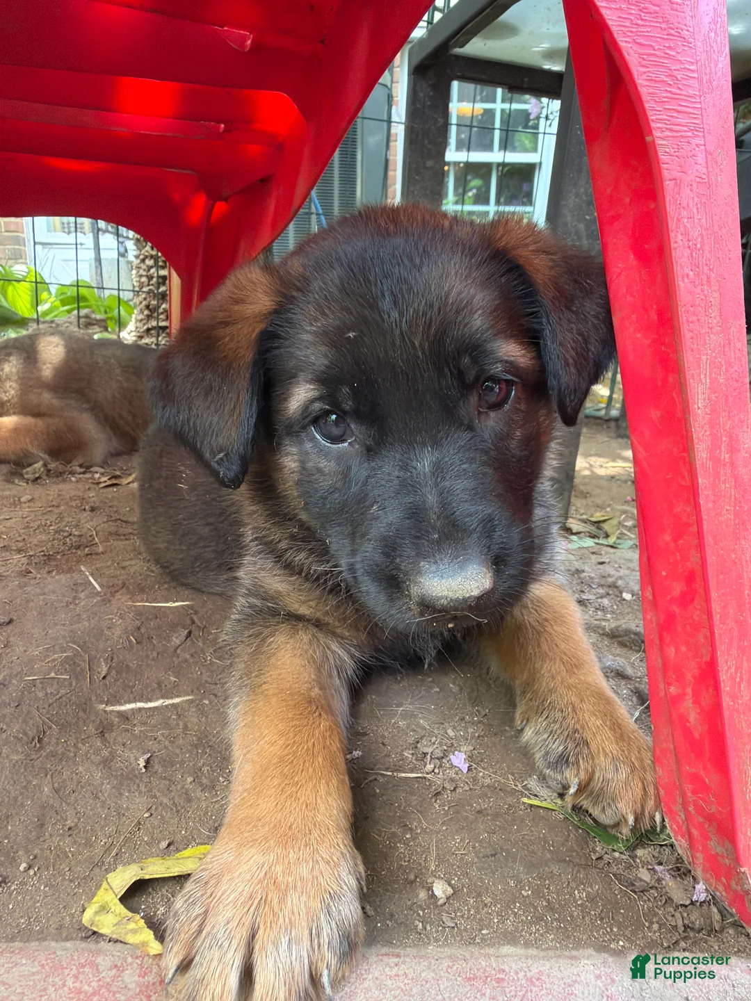 Mixed Breed dogs for sale: Pepper - Ad 1