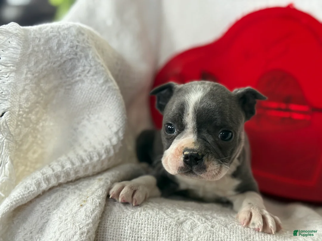 Boston Terrier dogs for sale: Remi - Ad 3