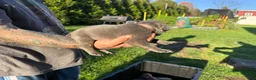 Cane Corso dogs for sale: Lily - Ad 4