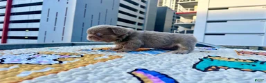 French Bulldog Puppy 1