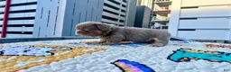 French Bulldog dogs for sale: French Bulldog Puppy 1 - Ad 1