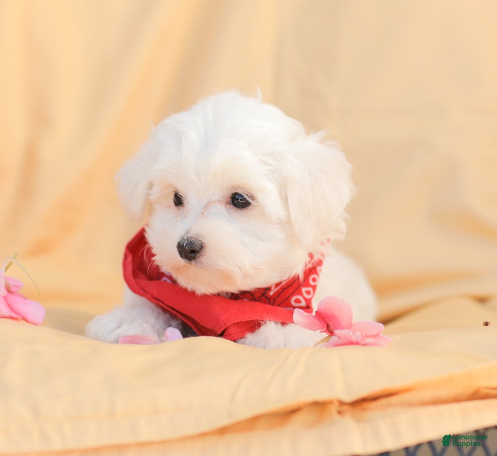 Maltese dogs Butch - Ad 2