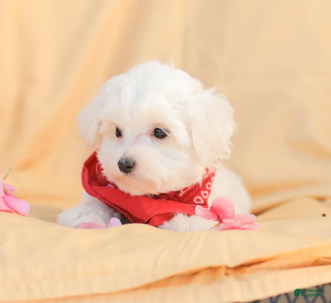 Maltese dogs for sale: Butch - Ad 2