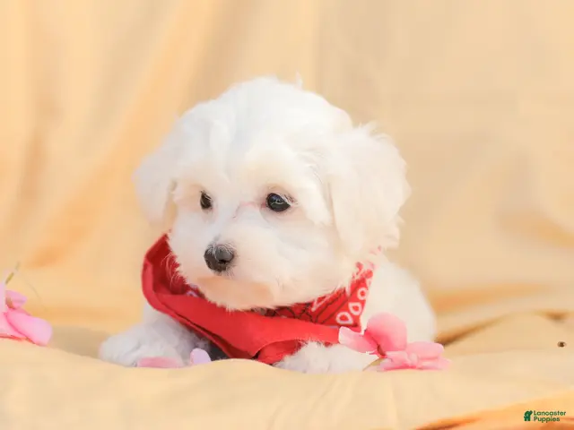 Maltese dogs for sale: Butch - Ad 2