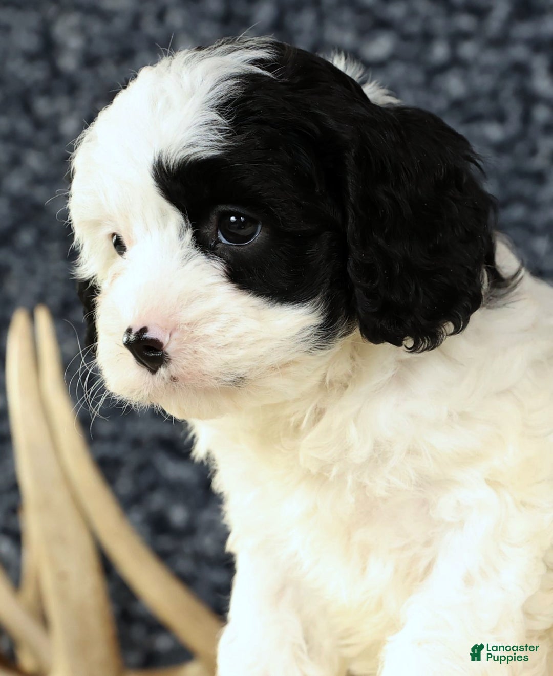 Cavapoo dogs for sale: Bently - Ad 9