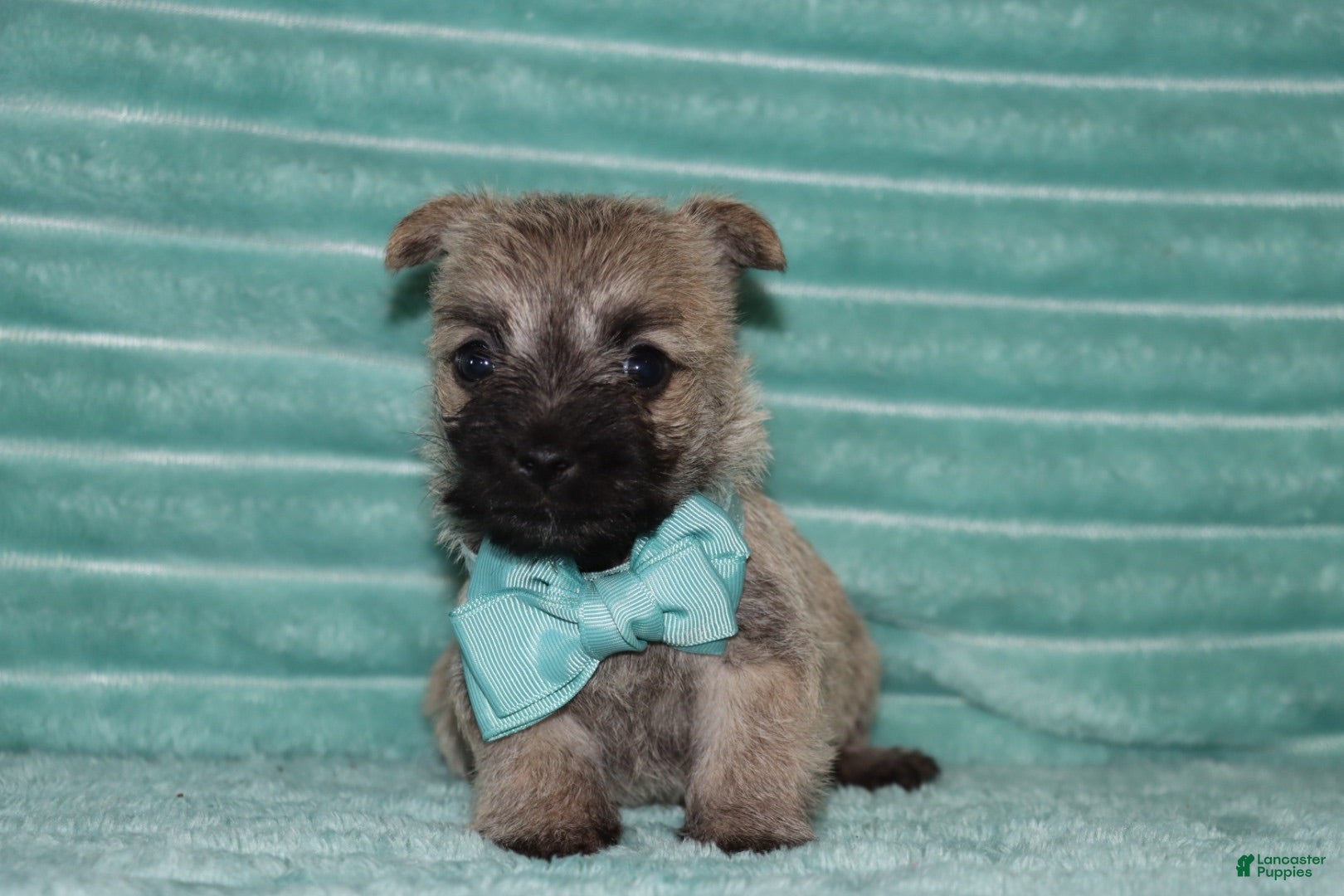 Cairn Terrier dogs for sale: Caspian - Ad 4