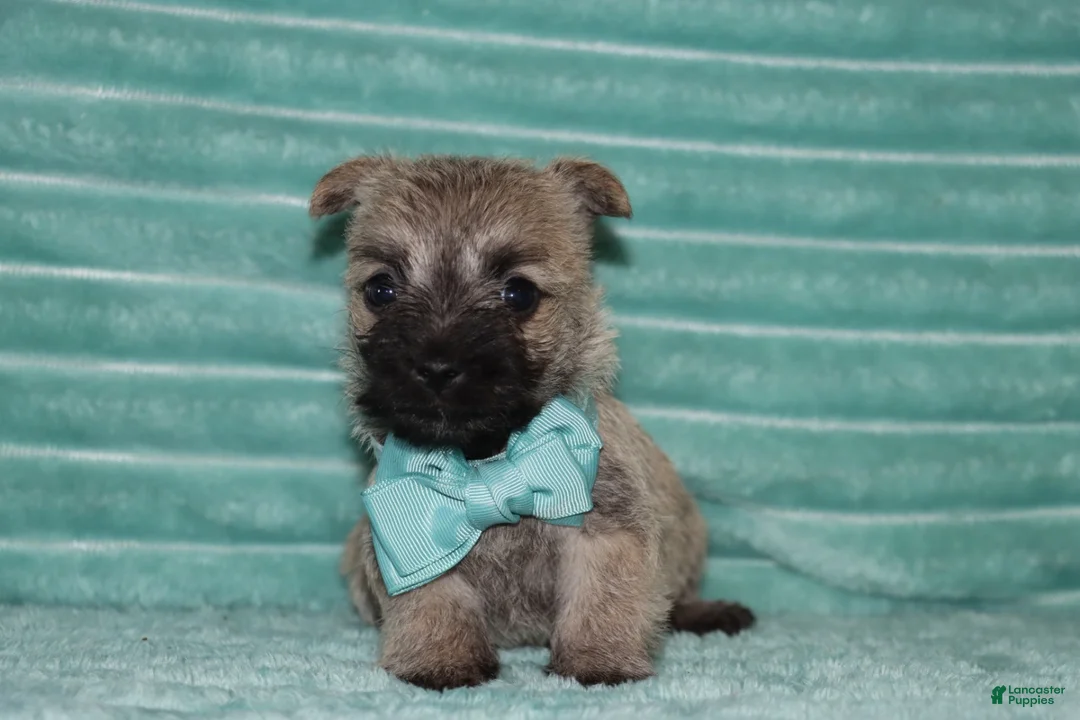 Cairn Terrier dogs for sale: Caspian - Ad 1