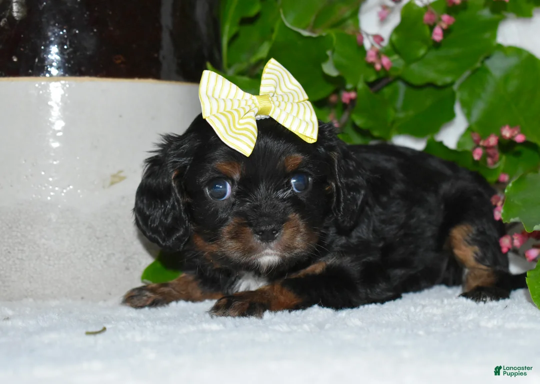 Cavalier King Charles Spaniel dogs for sale: Cavalier King Charles Spaniel 4 - Ad 2