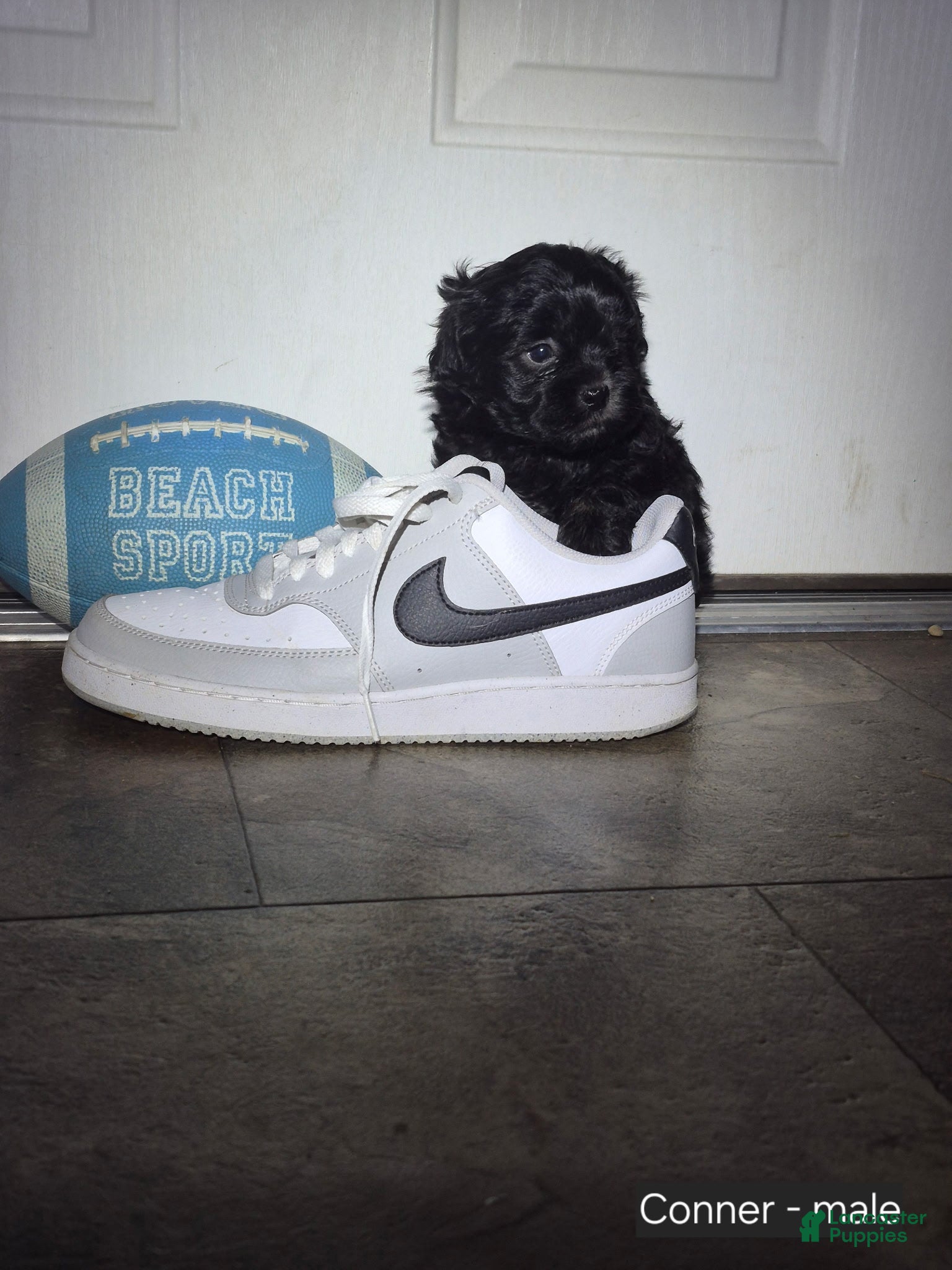 Shihpoo dogs Conner - Ad 1