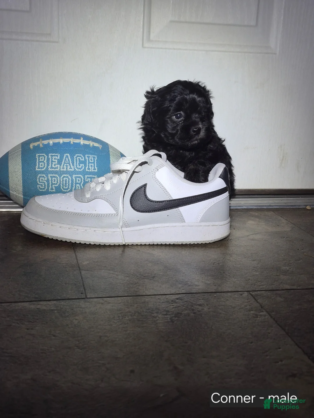 Shihpoo dogs for sale: Conner - Ad 1