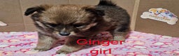 Pomeranian dogs for sale: Aussiepom "Ginger" - Ad 2