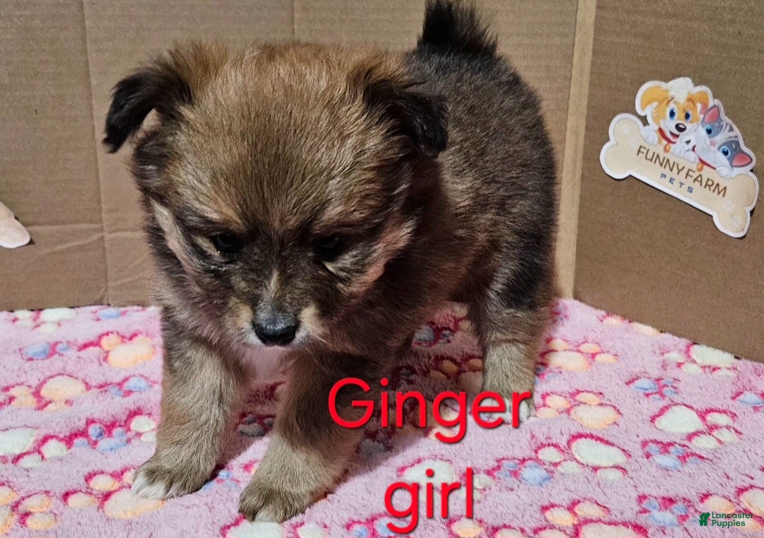Pomeranian dogs for sale: Aussiepom "Ginger" - Ad 2